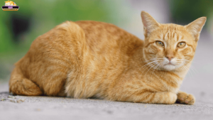 Mơ thấy mèo trong đền chùa có ý nghĩa gì? Bật mí những bí ẩn tâm linh