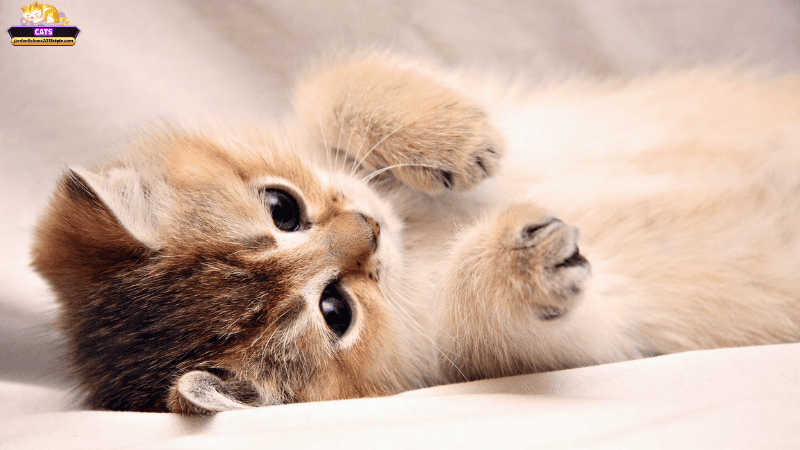 Các trường hợp mơ thấy mèo nói tiếng người phổ biến và điềm báo cụ thể