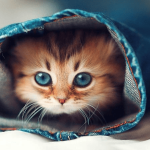 Cách chăm sóc, giúp đỡ mèo con bị bỏ rơi ngoài đời thực