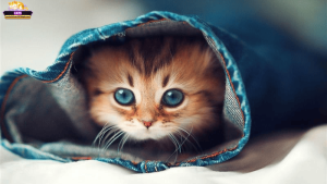 Cách chăm sóc, giúp đỡ mèo con bị bỏ rơi ngoài đời thực