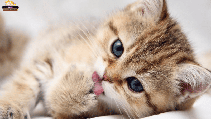 Mơ thấy mèo trong bệnh viện là điềm gì? Phân tích đa chiều