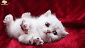 Mơ thấy mèo phát sáng là điềm gì? Giải mã theo từng ngữ cảnh