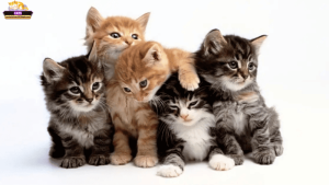 Mơ thấy mèo mở cửa: Những điềm báo từ tâm linh và khoa học