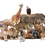 Hành Động Nhân Đạo Và Luật Bảo Vệ Động Vật