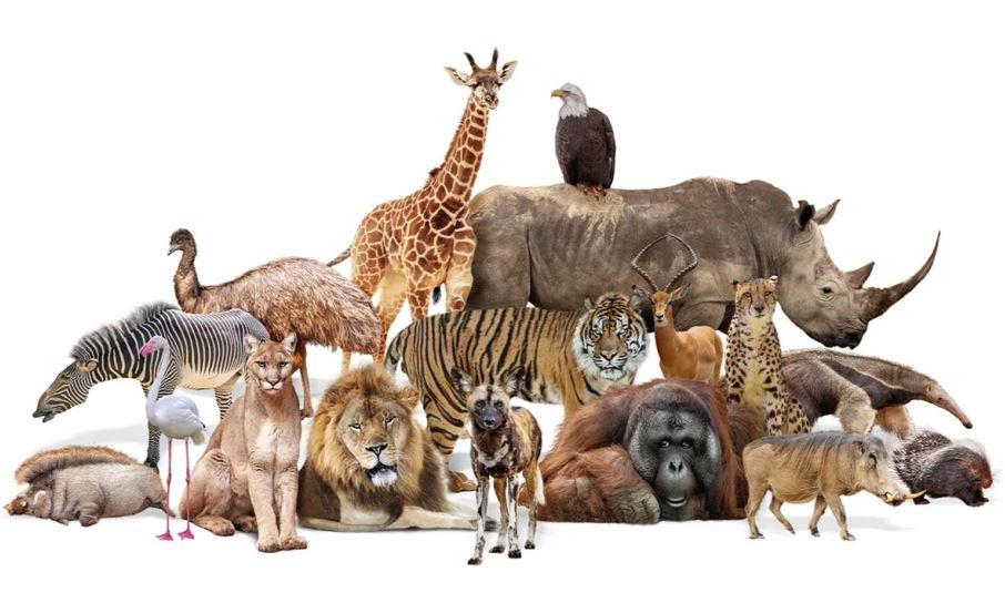 Hành Động Nhân Đạo Và Luật Bảo Vệ Động Vật