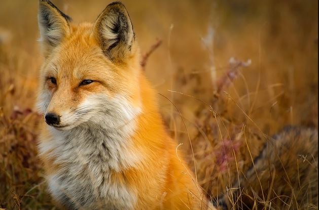 Những Thách Thức Và Giải Pháp Trong Thực Thi Luật Bảo Vệ Động Vật Tại Việt Nam