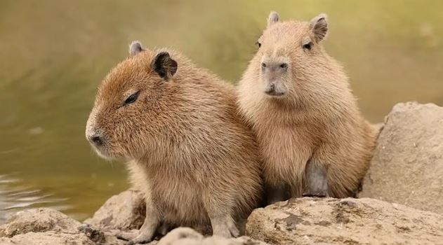 Quy Định Pháp Luật Về Bảo Vệ Động Vật Năm 2025